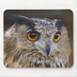 Eurasian Eagle Owl Mouse Pad