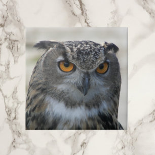 Eurasian Eagle Owl Photo Tile