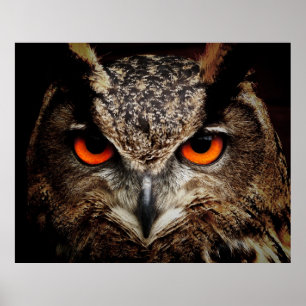 Eurasian Eagle-Owl Poster