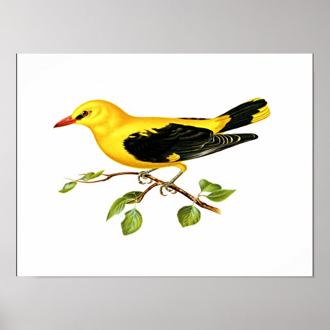 Eurasian Golden Oriole bird Poster (Front)