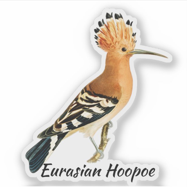 Eurasian Hoopoe bird, labeled Sticker (Front)