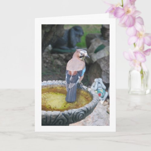 Eurasian Jay Bird on Bird Bath Portrait Card