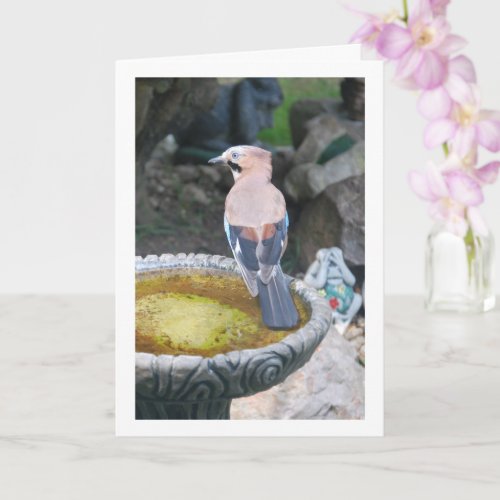 Eurasian Jay Bird Portrait Card