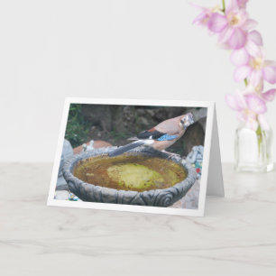 Eurasian Jay Bird Sitting on Bird Bath Card