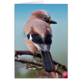 Eurasian Jay Card (Front)