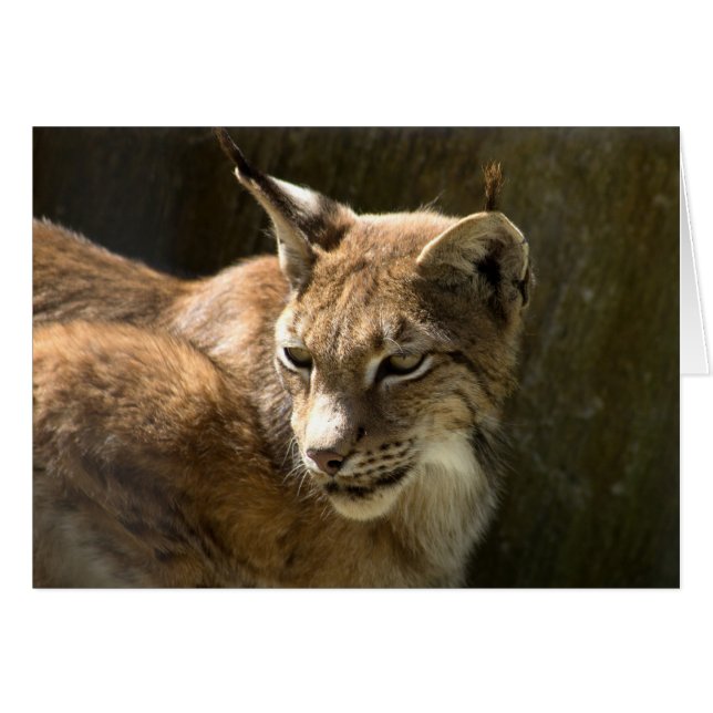 Eurasian Lynx Cards (Front Horizontal)