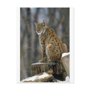 Eurasian Lynx (Lynx lynx) 3 Postcard