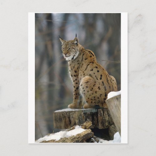 Eurasian Lynx Lynx lynx 3 Postcard
