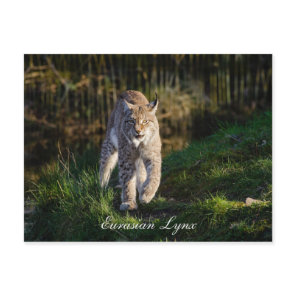 Eurasian Lynx Postcard