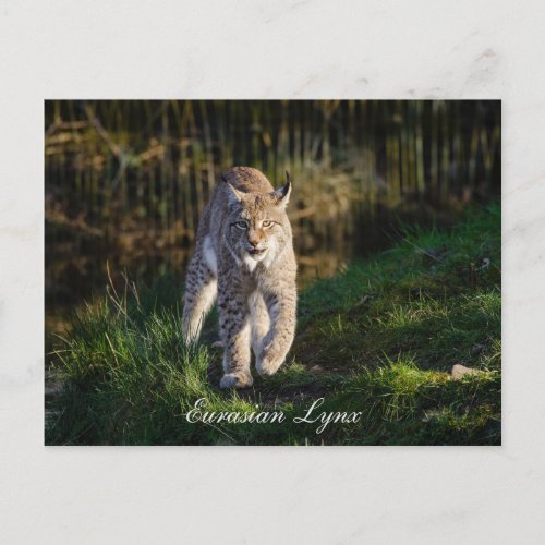 Eurasian Lynx Postcard