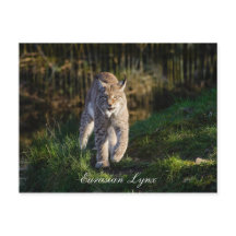 Eurasian Lynx