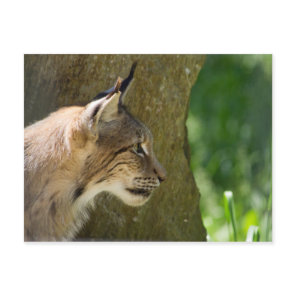 Eurasian Lynx Postcard