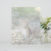 Eurasian lynx, young kitten (Standing Front)