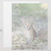 Eurasian lynx, young kitten (Front/Back)