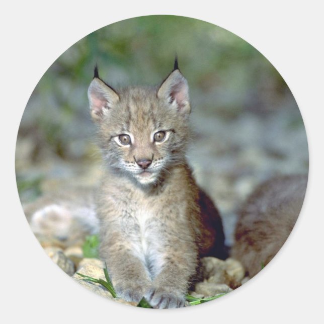 Eurasian lynx, young kitten classic round sticker (Front)