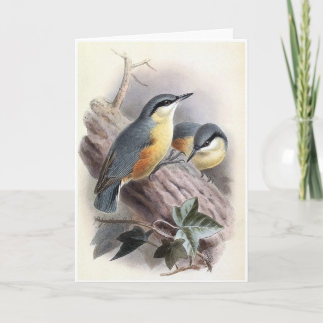 Eurasian Nuthatch - Bird Card (Front)