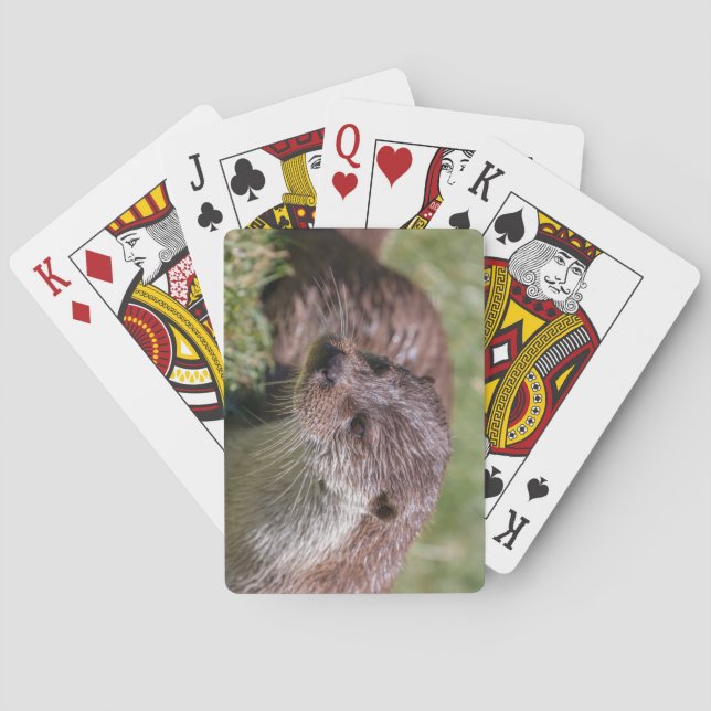 Eurasian Otter Resting in the Sunshine Poker Cards (Back)