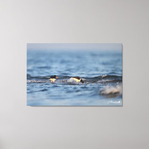 Eurasian oystercatcher canvas print