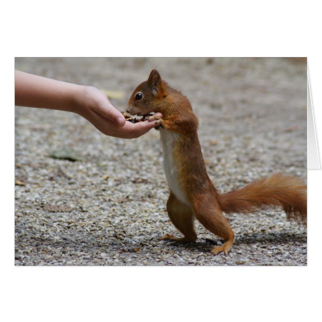 Eurasian red squirrel cards (Front Horizontal)