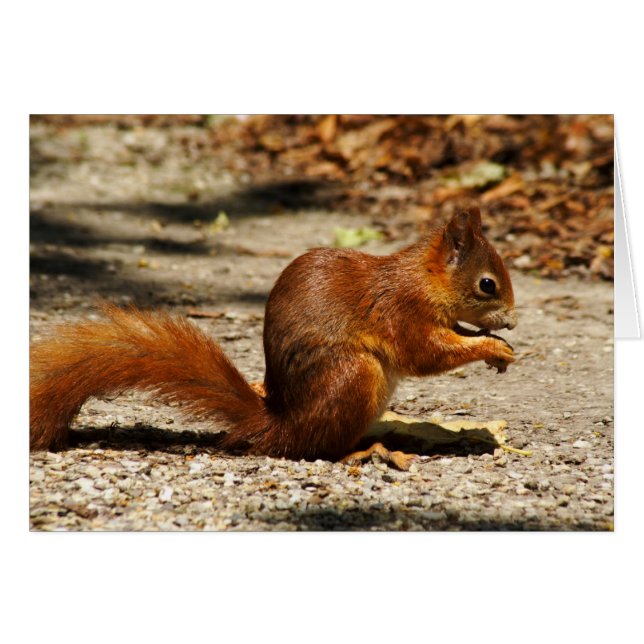 Eurasian red squirrel cards (Front Horizontal)