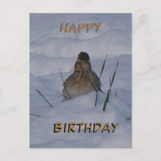 Eurasian Skylark Bird Cust. Text Birthday Postcard