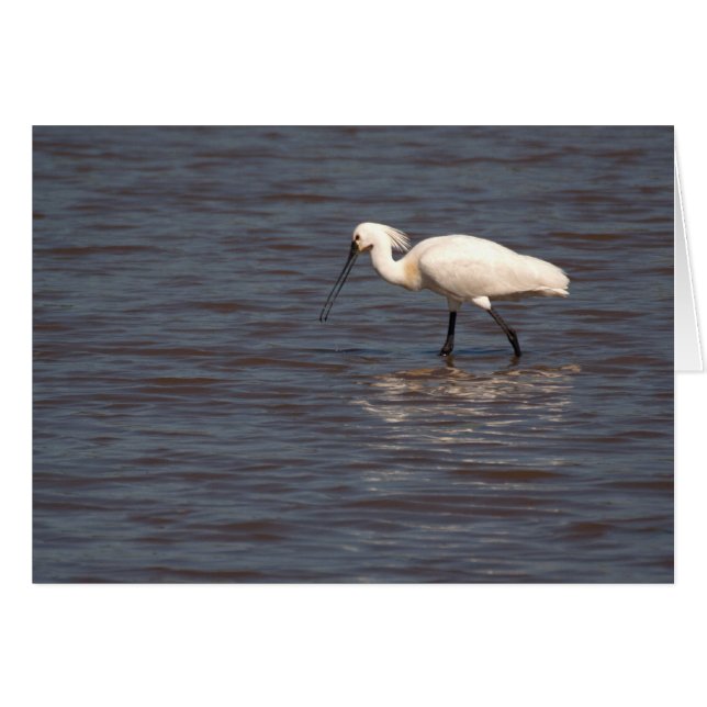 Eurasian Spoonbill Cards (Front Horizontal)