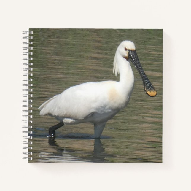 Eurasian Spoonbill Close Up Notebook (Front)