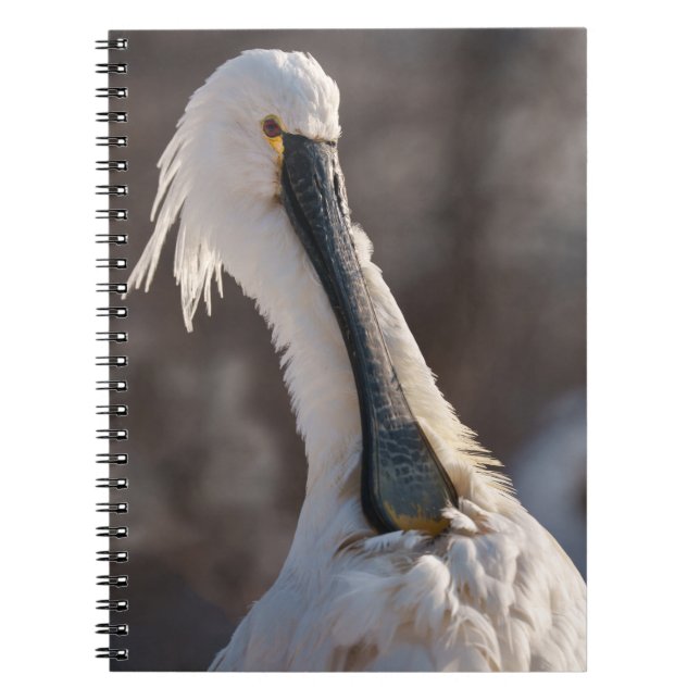 Eurasian Spoonbill Notebook (Front)