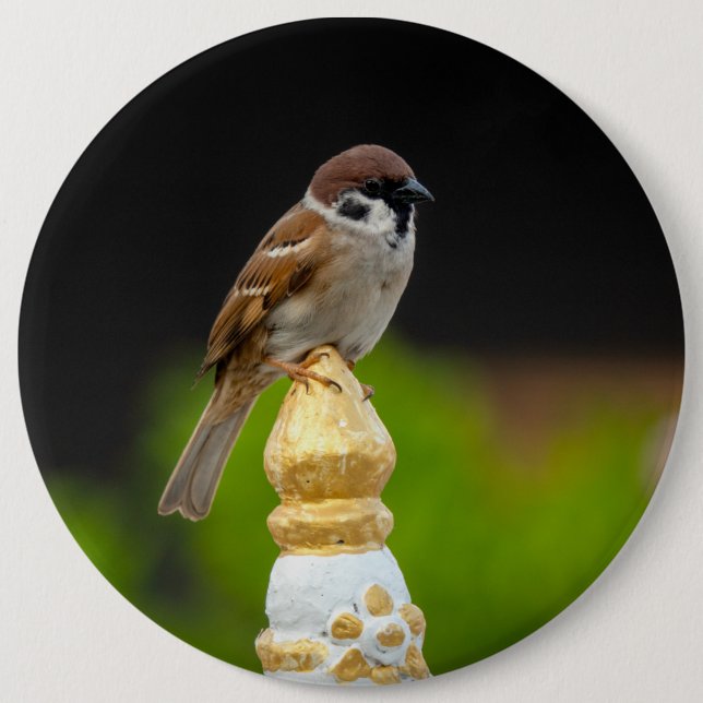 Eurasian tree sparrow  button (Front)