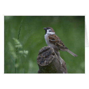 Eurasian Tree Sparrow Cards