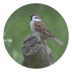 Eurasian Tree Sparrow Classic Round Sticker