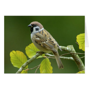 Eurasian Tree Sparrow in the autumn postcard