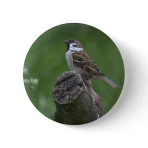 Eurasian Tree Sparrow Pinback Button