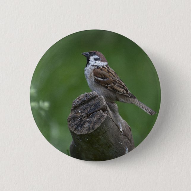Eurasian Tree Sparrow Pinback Button (Front)