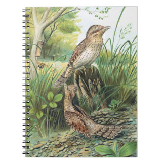 Eurasian Wryneck Vintage Bird Illustration Notebook