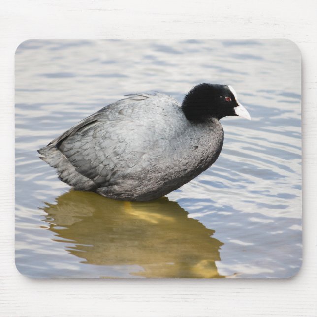 EurasianCoot Mouse Pad (Front)