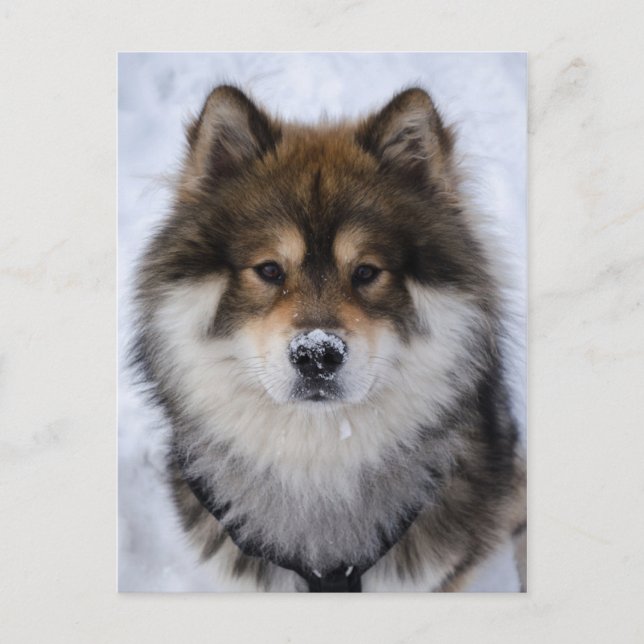 Eurasier, dog greeting card (Front)