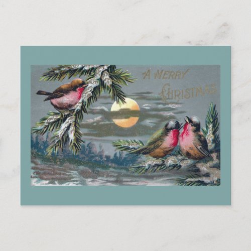 Euro Robins on Moonlit Night Vintage Christmas Holiday Postcard