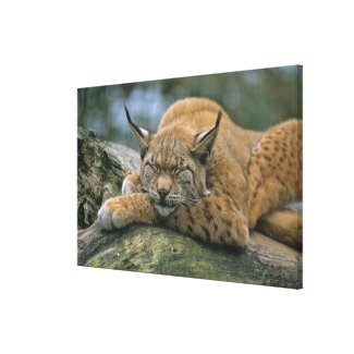 Europ�_ischer Luchs, Eurasischer Luchs (Lynx Canvas Print