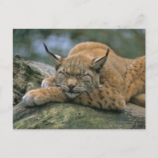 Europ�_ischer Luchs, Eurasischer Luchs (Lynx Postcard (Front)