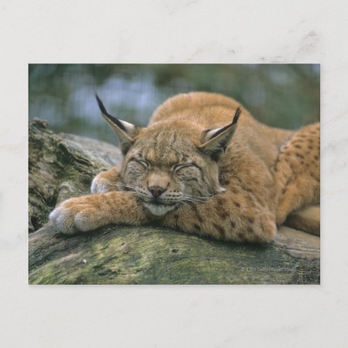 Europï_ischer Luchs Eurasischer Luchs Lynx Postcard