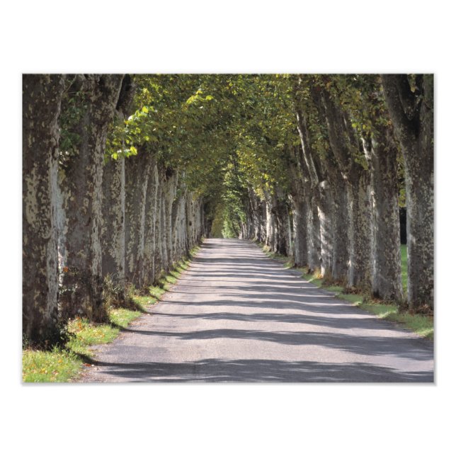 Europe, France, Cereste. Trees line this road Photo Print (Front)
