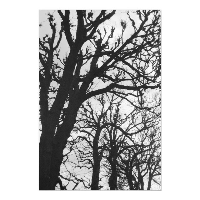 Europe, France, Paris. Winter trees, Marco Photo Print (Front)