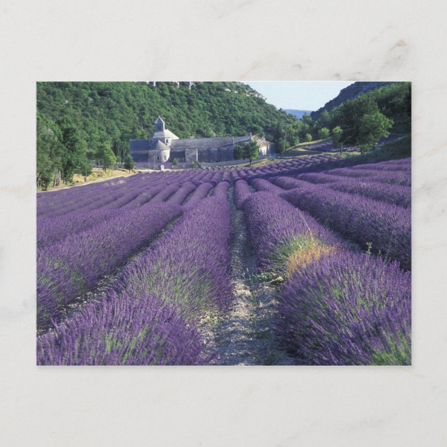 Europe, France, Provence. Lavander fields Postcard (Front)
