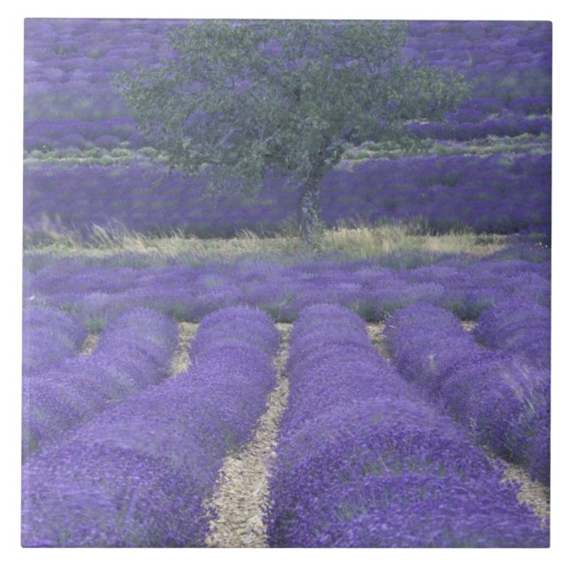 Europe, France, Provence, Sault, Lavender fields 2 Ceramic Tile (Front)