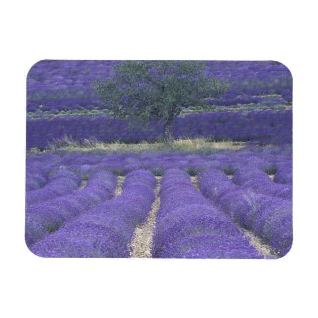 Europe, France, Provence, Sault, Lavender fields 2 Magnet (Horizontal)