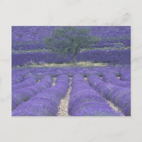 Europe France Provence Sault Lavender fields 2 Postcard