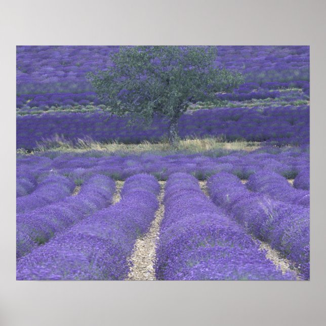 Europe, France, Provence, Sault, Lavender fields 2 Poster (Front)