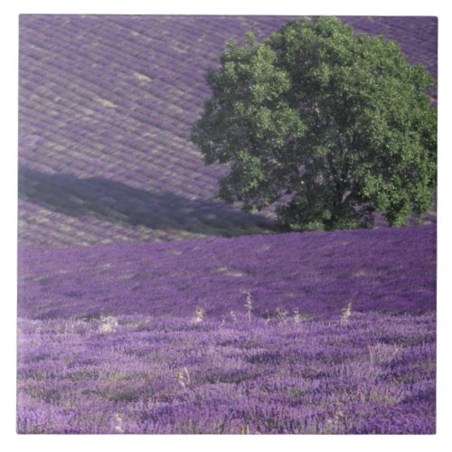 Europe France Provence Sault Lavender fields Ceramic Tile