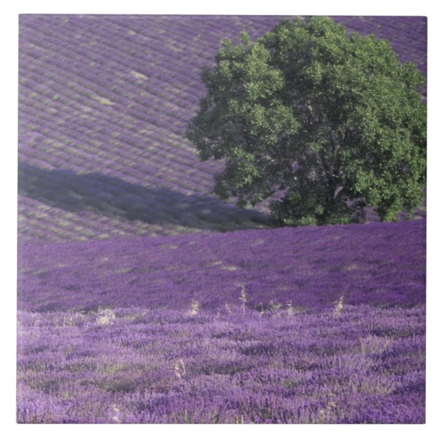 Europe, France, Provence, Sault, Lavender fields Ceramic Tile (Front)